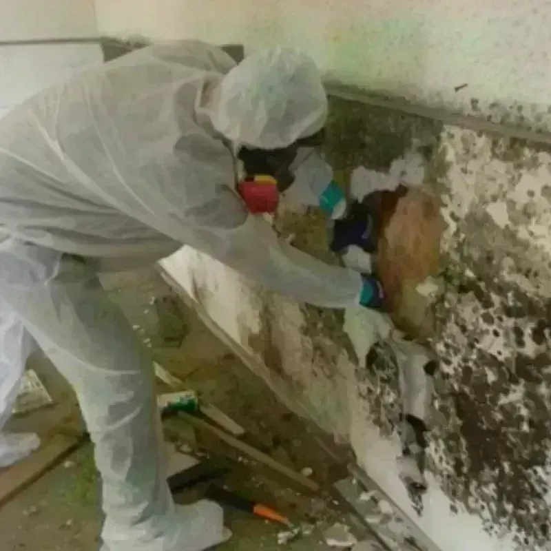 Mold Remediation and Removal in Culver City, CA